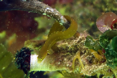 Apodichthys flavidus