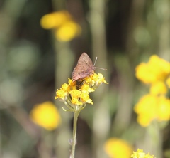 Callophrys augustinus iroides