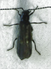 Malthodes pumilus