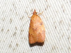 Cenopis diluticostana