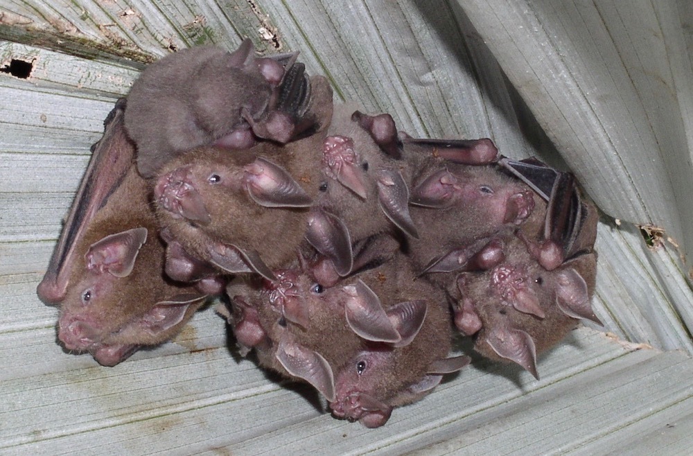 Dwarf Little Fruit Bat