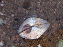 Anomalodiscus squamosus