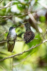 Saucerottia cyanocephala