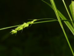 Carex davisii