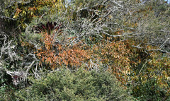 Phoradendron nervosum