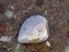 Anomalodiscus squamosus