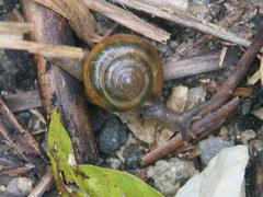 Macrochlamys nitidissima