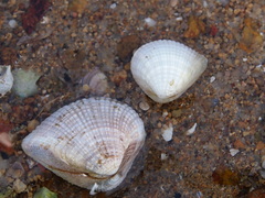 Anomalodiscus squamosus