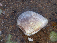 Anomalodiscus squamosus