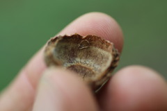 Quercus × palaeolithicola