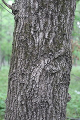 Quercus × palaeolithicola