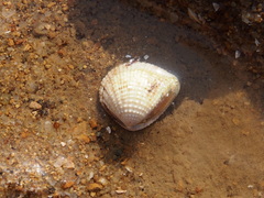Anomalodiscus squamosus