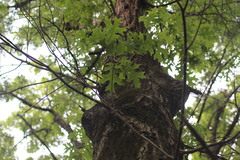Quercus × palaeolithicola
