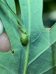 Andricus quercusutriculus