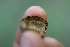 Quercus × palaeolithicola