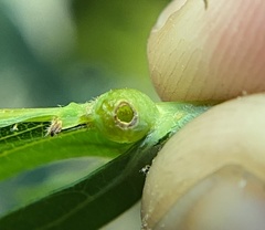 Andricus quercusutriculus