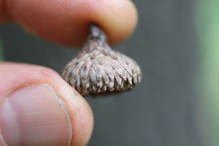 Quercus × palaeolithicola