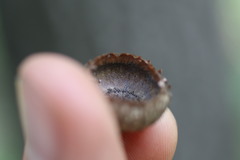 Quercus × palaeolithicola