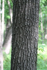 Quercus × palaeolithicola