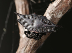 Gasteracantha mengei