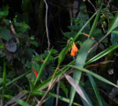 Stenomesson aurantiacum