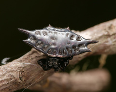 Gasteracantha mengei