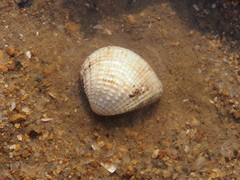 Anomalodiscus squamosus