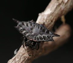 Gasteracantha mengei