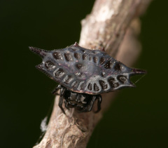 Gasteracantha mengei