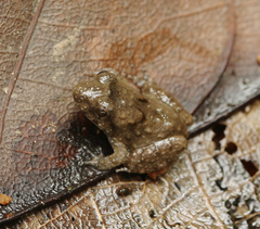 Limnonectes malesianus