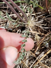 Oxytropis besseyi