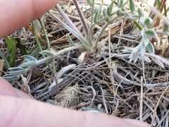 Oxytropis besseyi