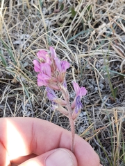 Oxytropis besseyi
