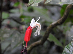 Erythrochiton fallax