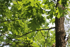 Quercus × palaeolithicola