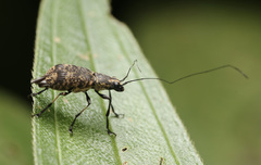 Apolecta