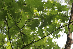 Quercus × palaeolithicola