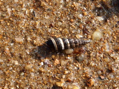 Batillaria zonalis