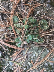 Marchantia polymorpha