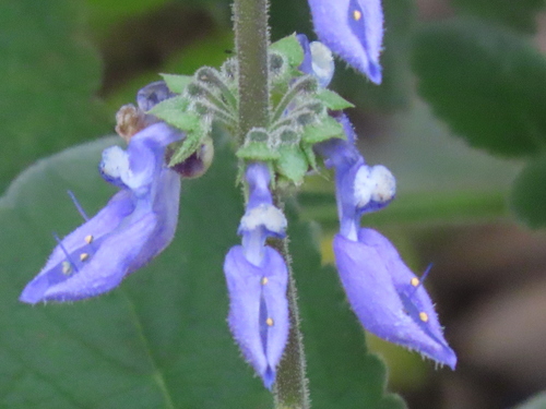 Woolly Plectranthus