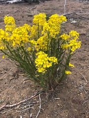 Erysimum occidentale