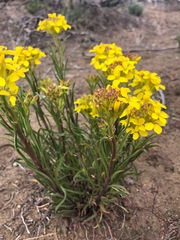 Erysimum occidentale