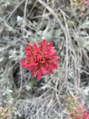 Castilleja angustifolia