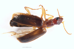 Dromius