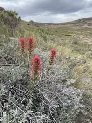 Castilleja angustifolia