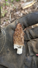Morchella angusticeps