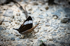 Marpesia corita