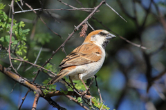 Passer motitensis