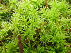 Leucolepis
