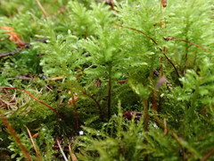 Leucolepis